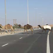 Camels crossing the road